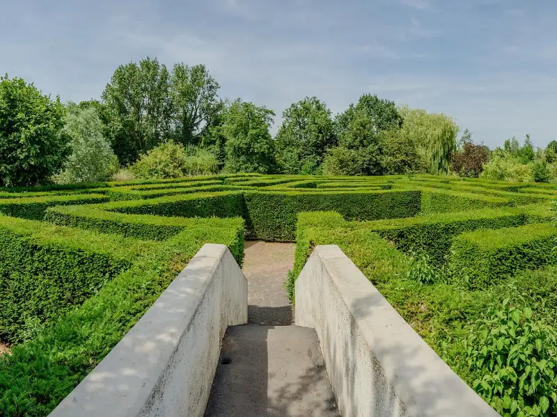 The maze